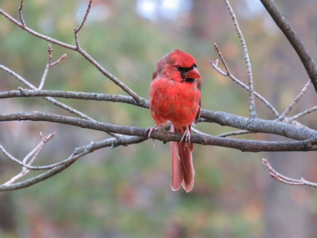 Northern Cardinal - ML643417276