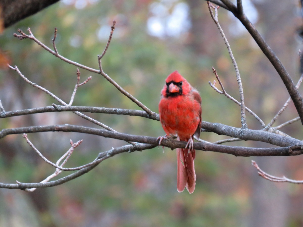 Northern Cardinal - ML643417277