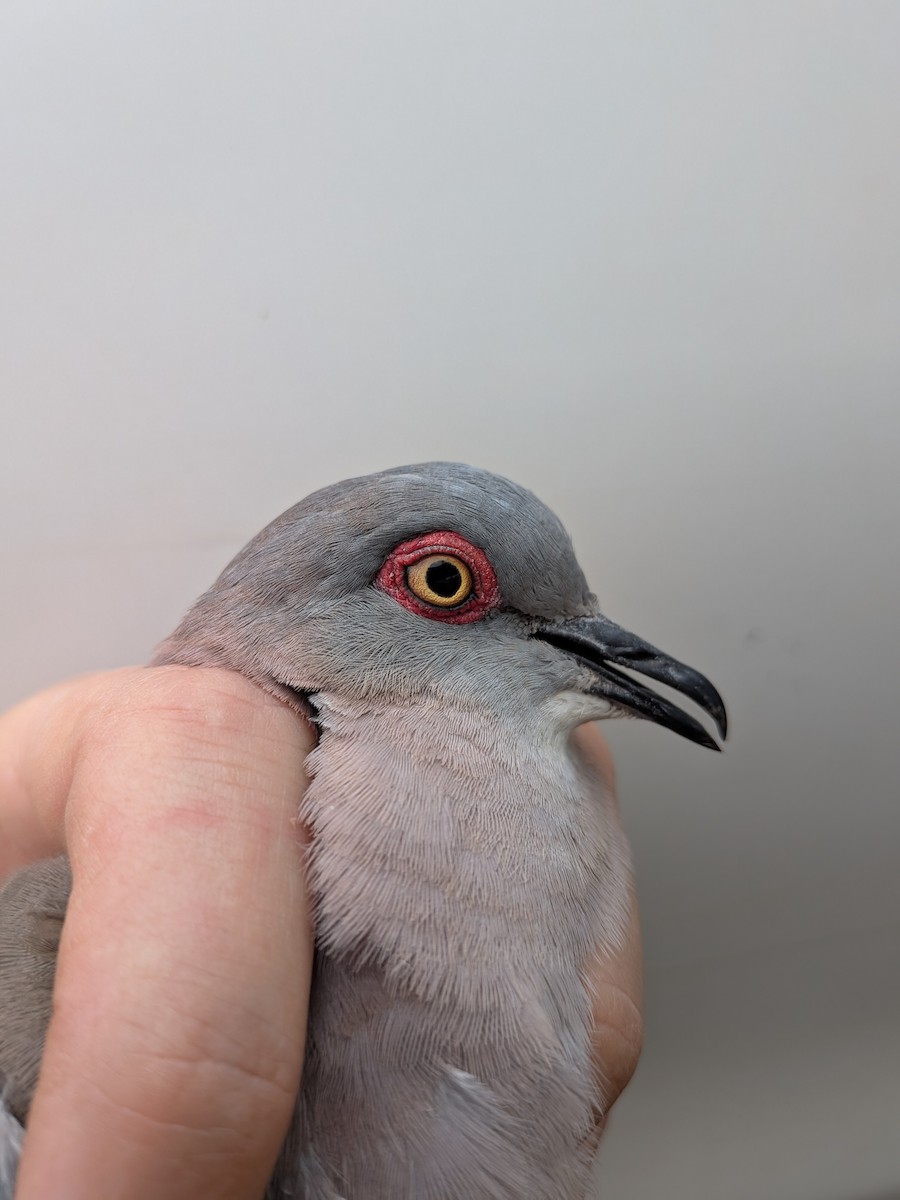 Mourning Collared-Dove - ML643417284