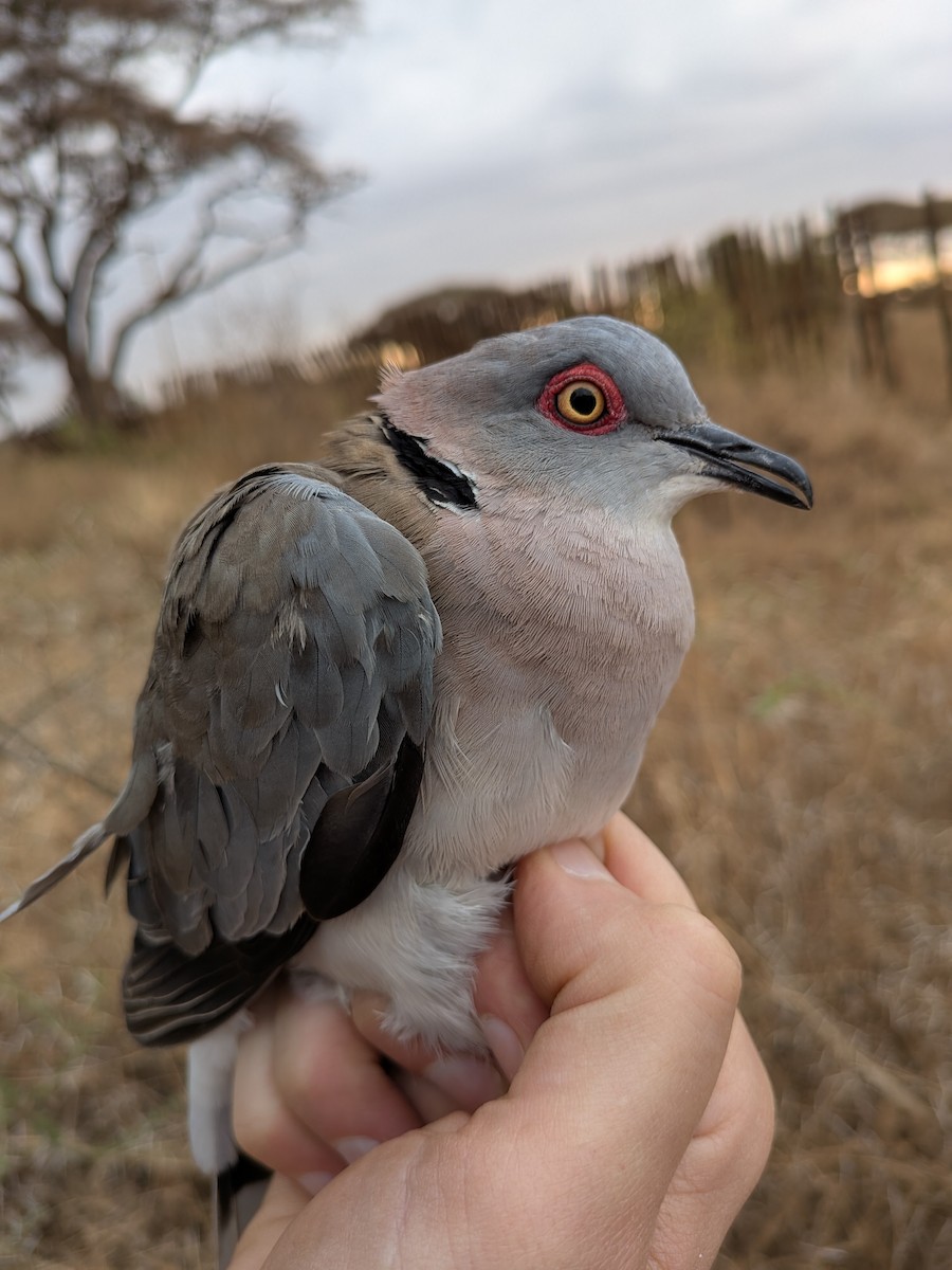 Mourning Collared-Dove - ML643417285