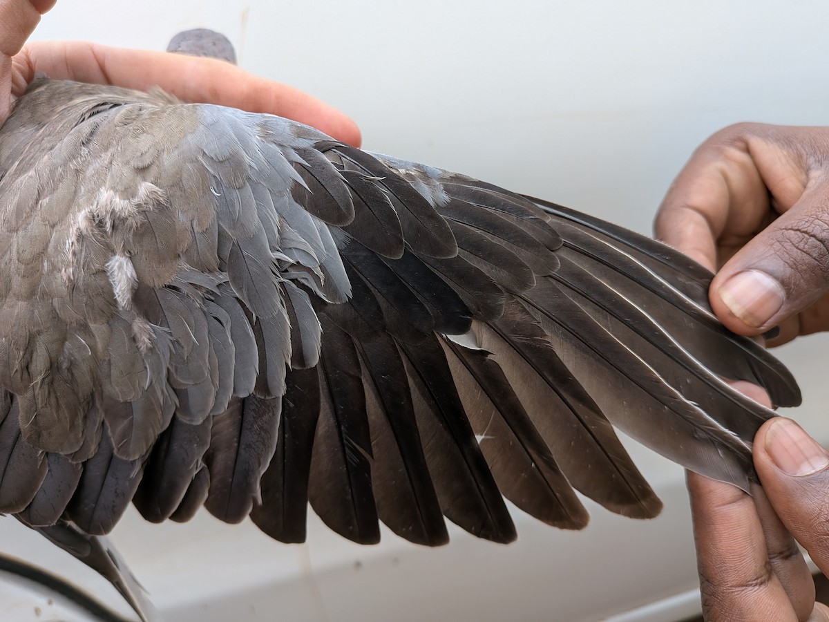 Mourning Collared-Dove - ML643417286