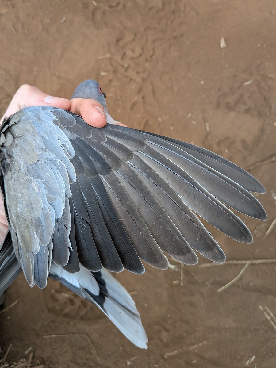 Mourning Collared-Dove - ML643417287