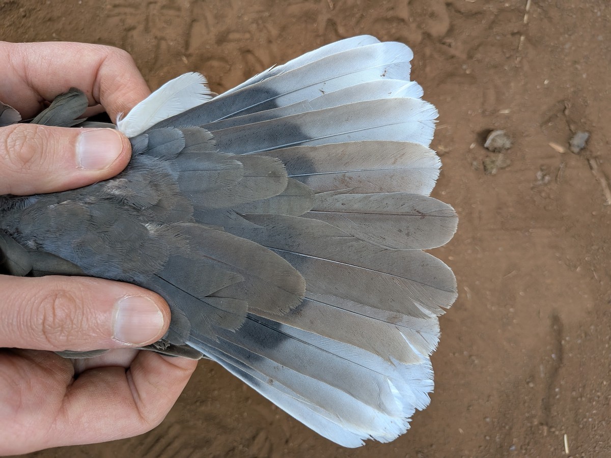 Mourning Collared-Dove - ML643417288