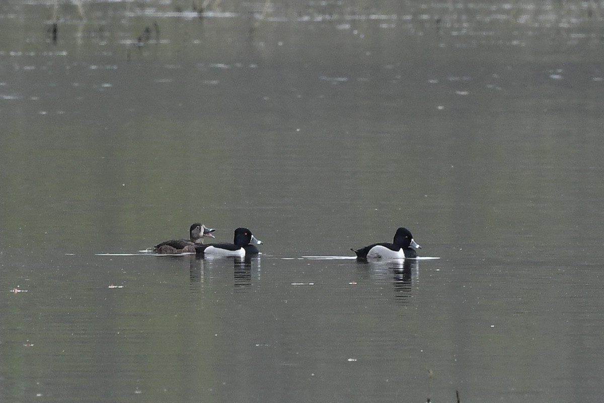 Ring-necked Duck - ML643417293