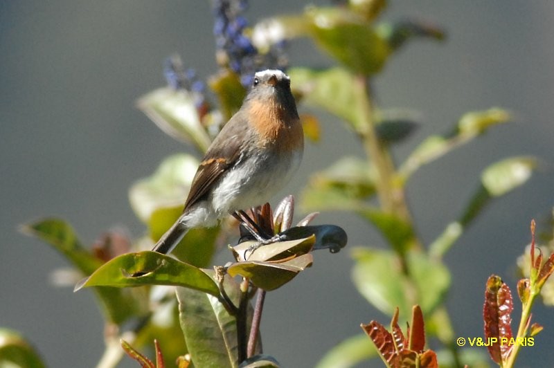 Rufous-breasted Chat-Tyrant - ML643417296