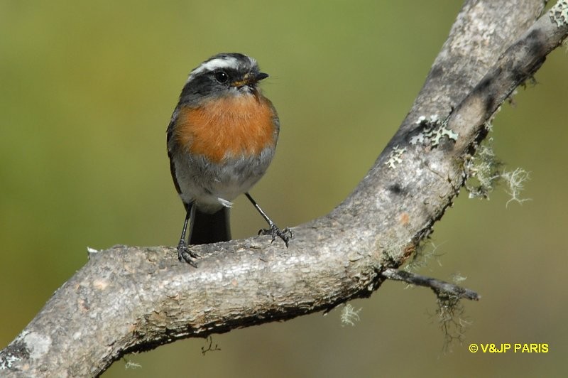 Rufous-breasted Chat-Tyrant - ML643417297