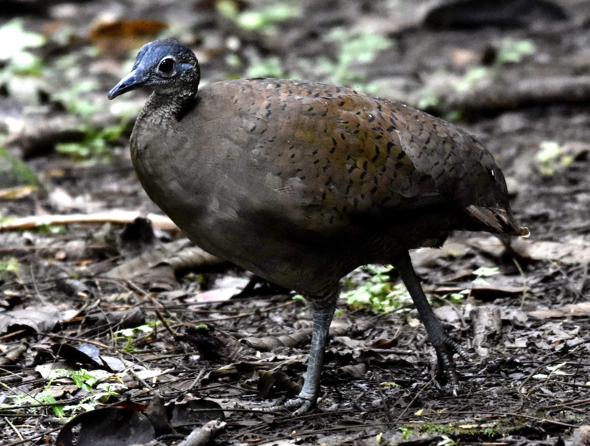 Great Tinamou - ML643417298
