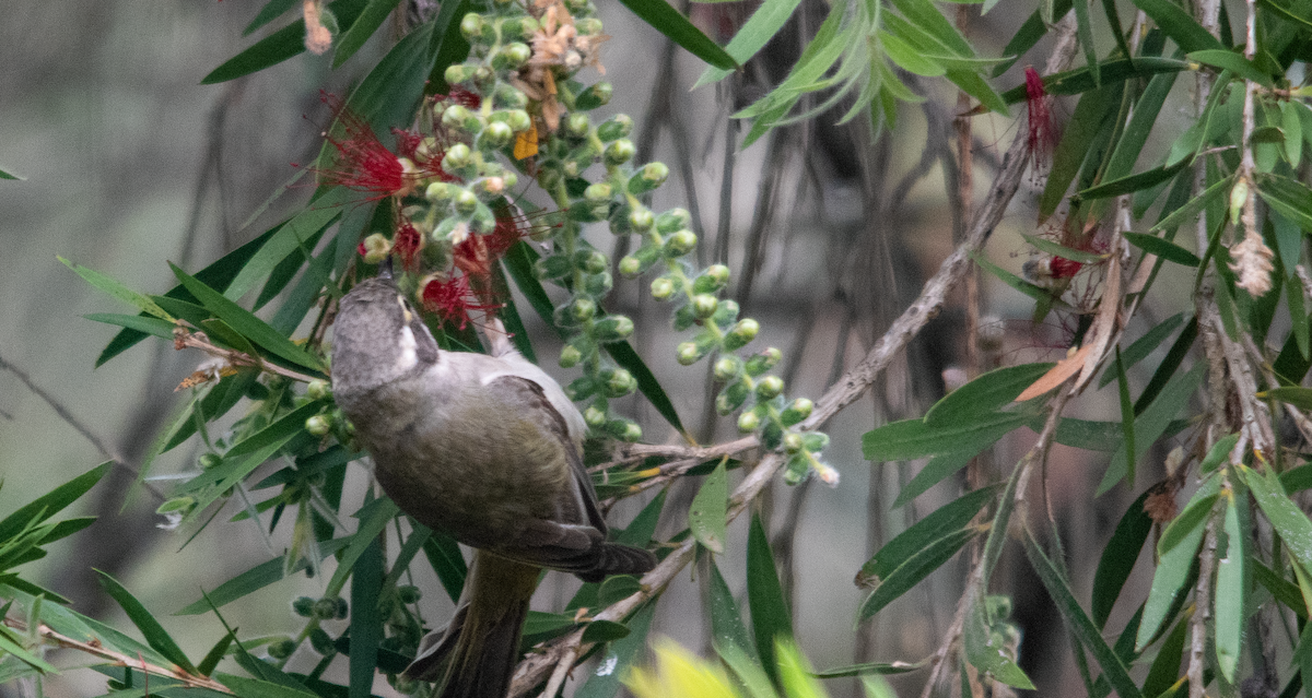 Brown-headed Honeyeater - ML643417312