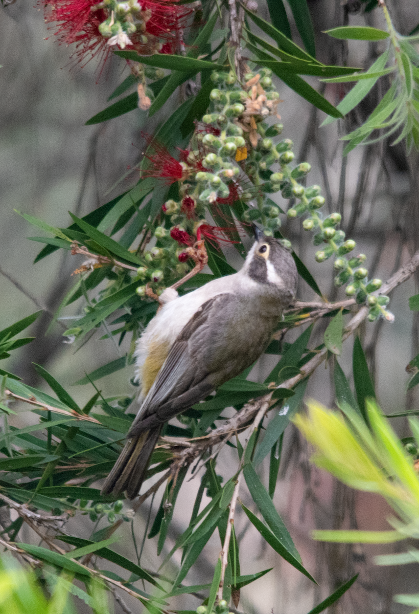 Brown-headed Honeyeater - ML643417313