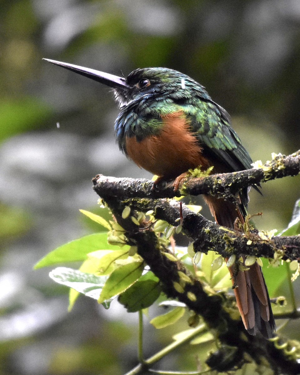Rufous-tailed Jacamar - ML643417319