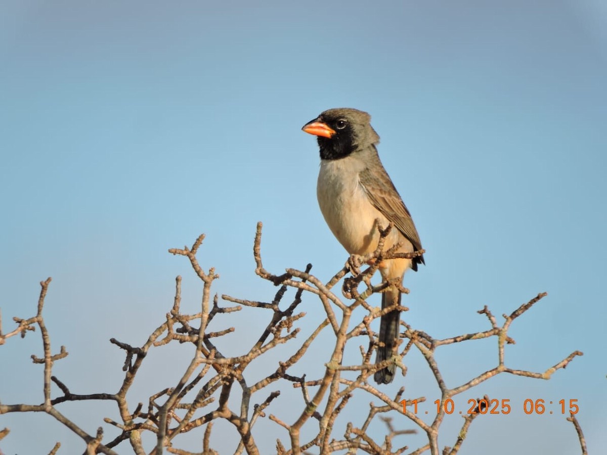 Black-throated Saltator - ML643417336