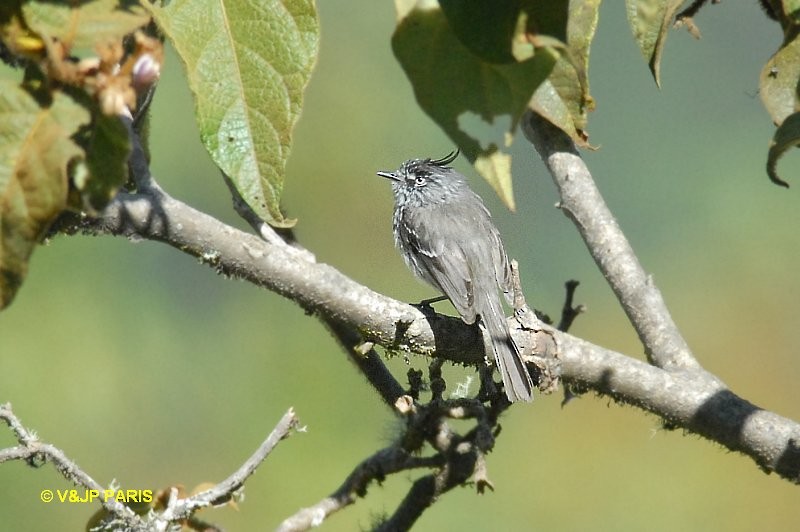 Taurillon mésange - ML643417364