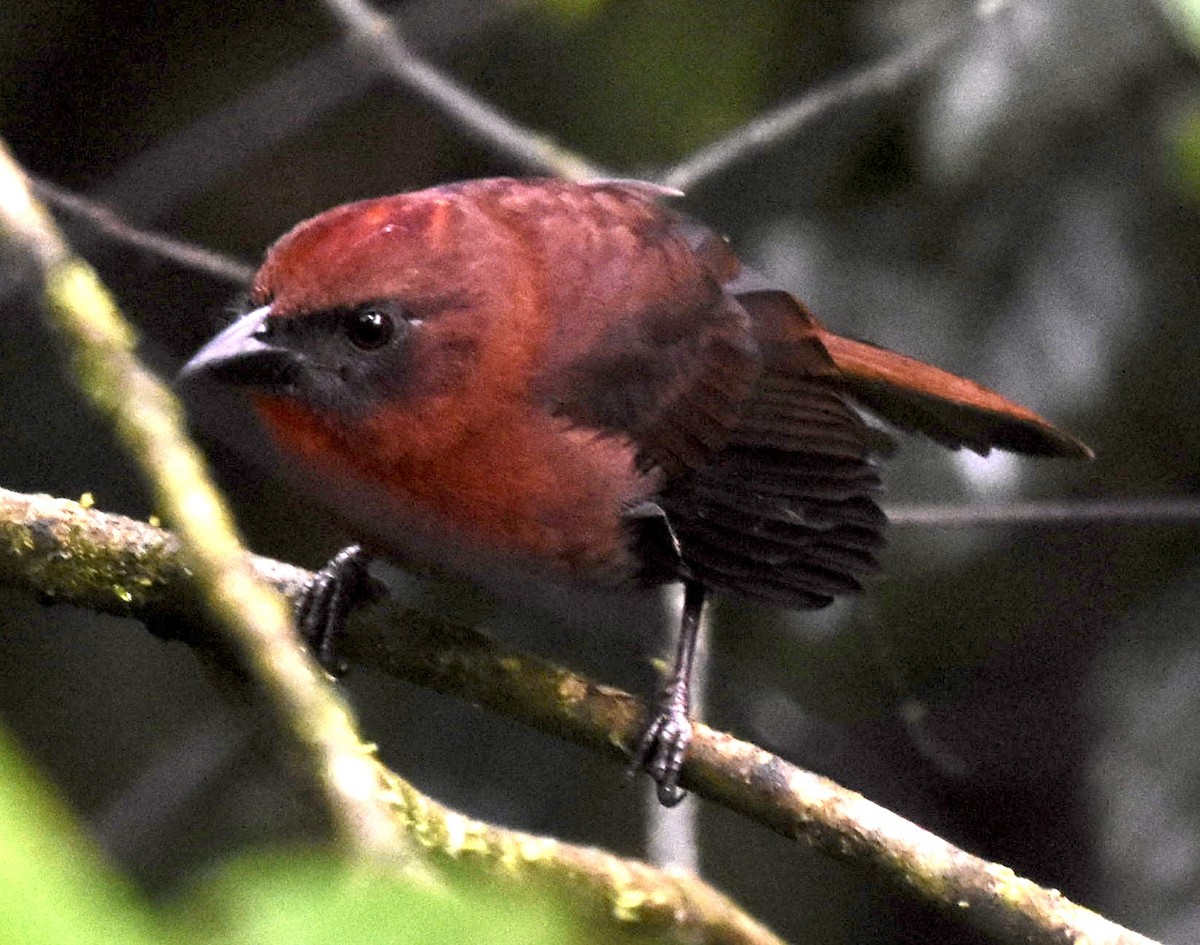 ノドアカアリフウキンチョウ - ML643417421