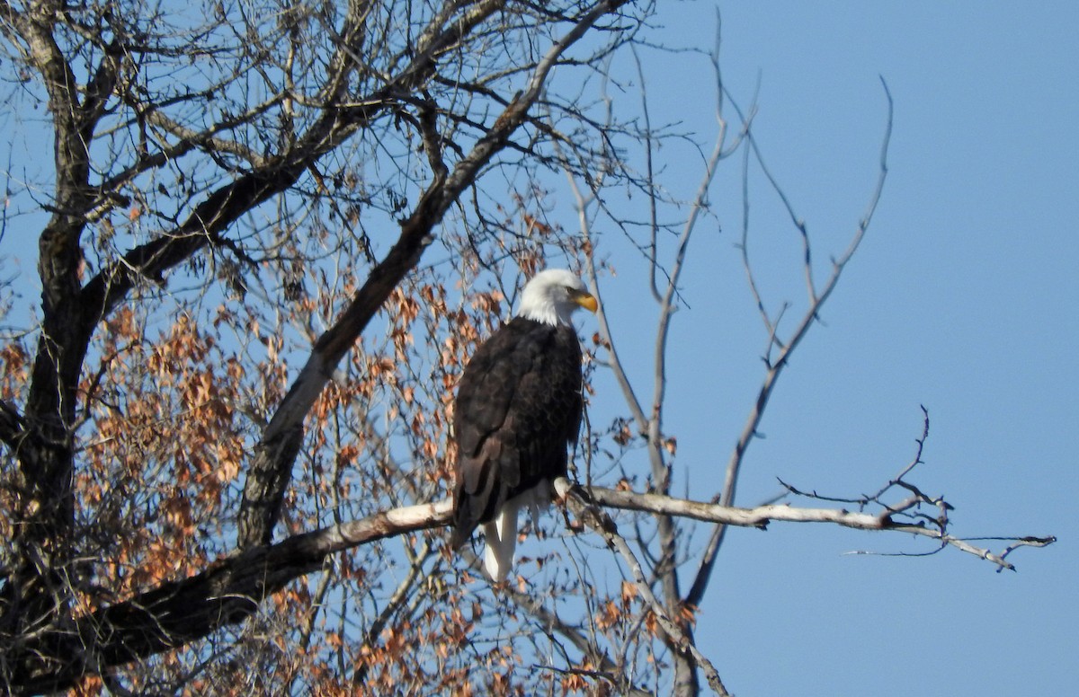 Bald Eagle - ML643417430