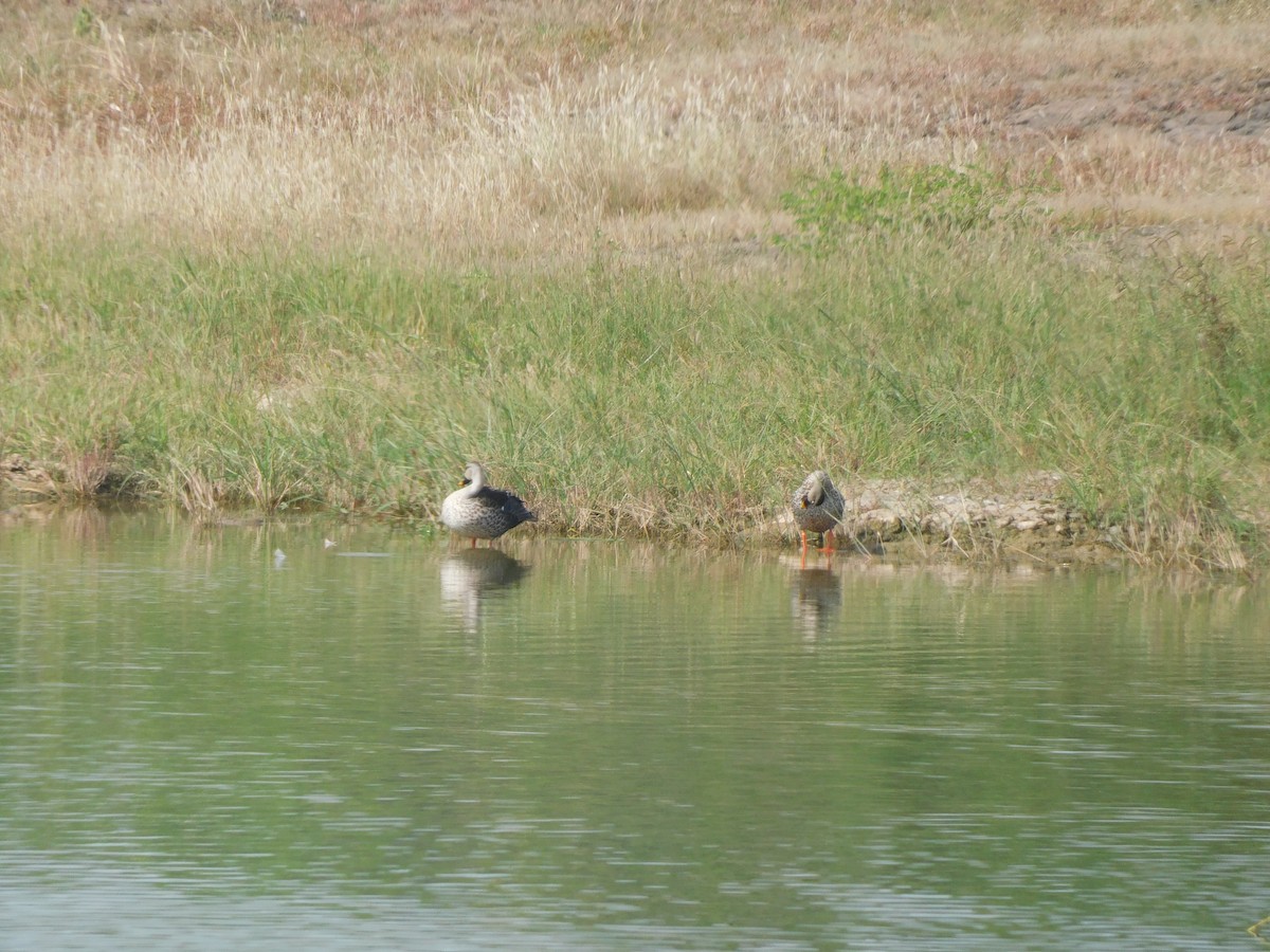 Indian Spot-billed Duck - ML643417433