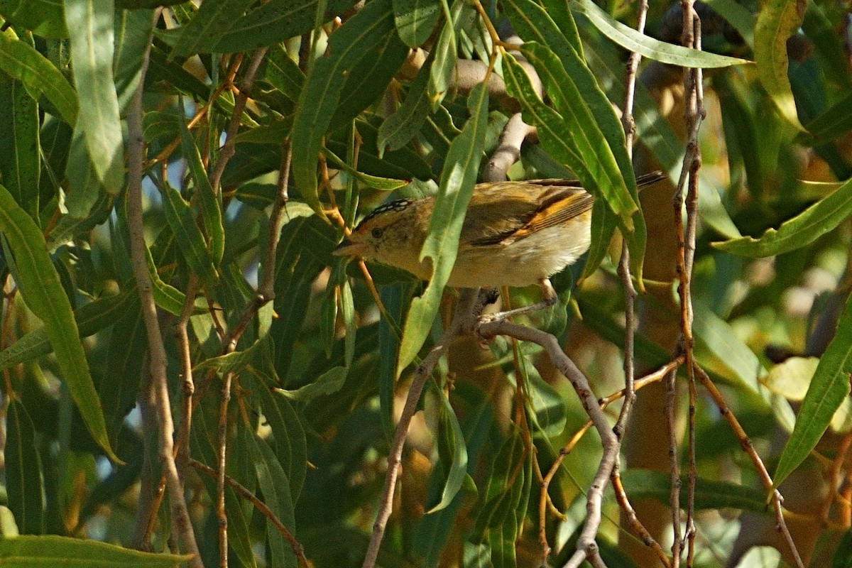 Red-browed Pardalote - ML643417434