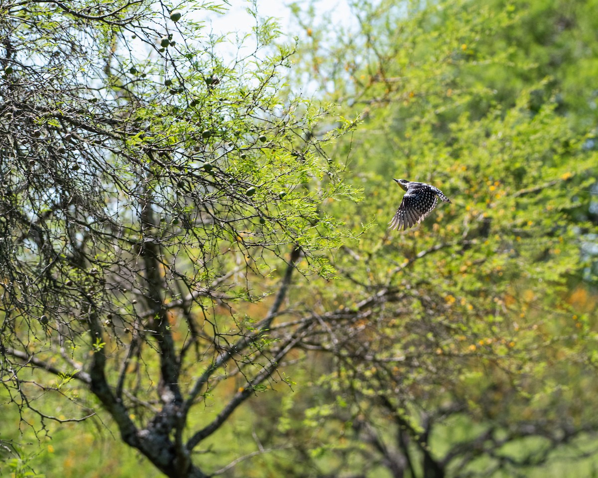 White-fronted Woodpecker - ML643417435