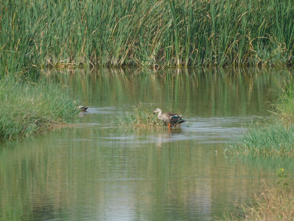 Indian Spot-billed Duck - ML643417437