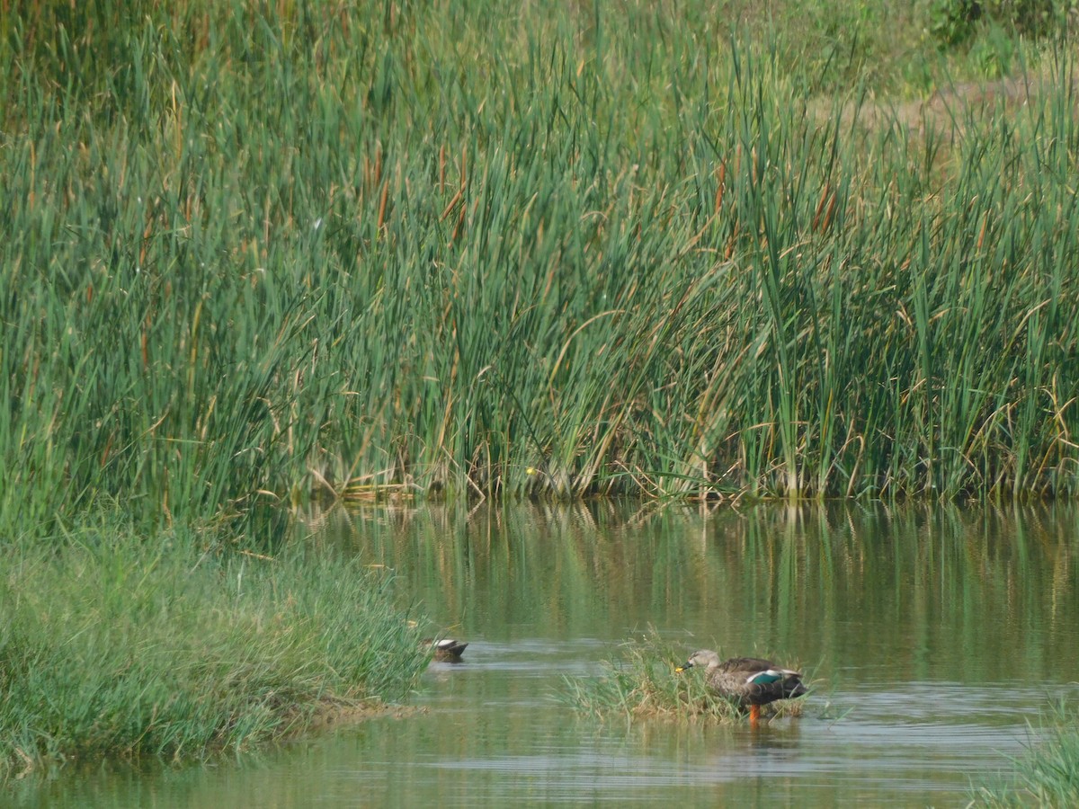 Indian Spot-billed Duck - ML643417438