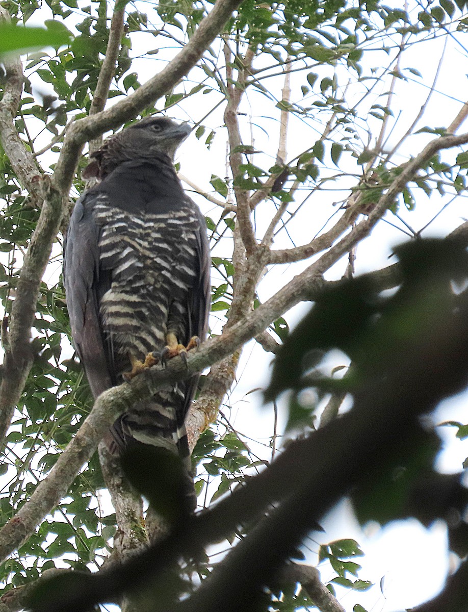 Crested Eagle - ML643417447