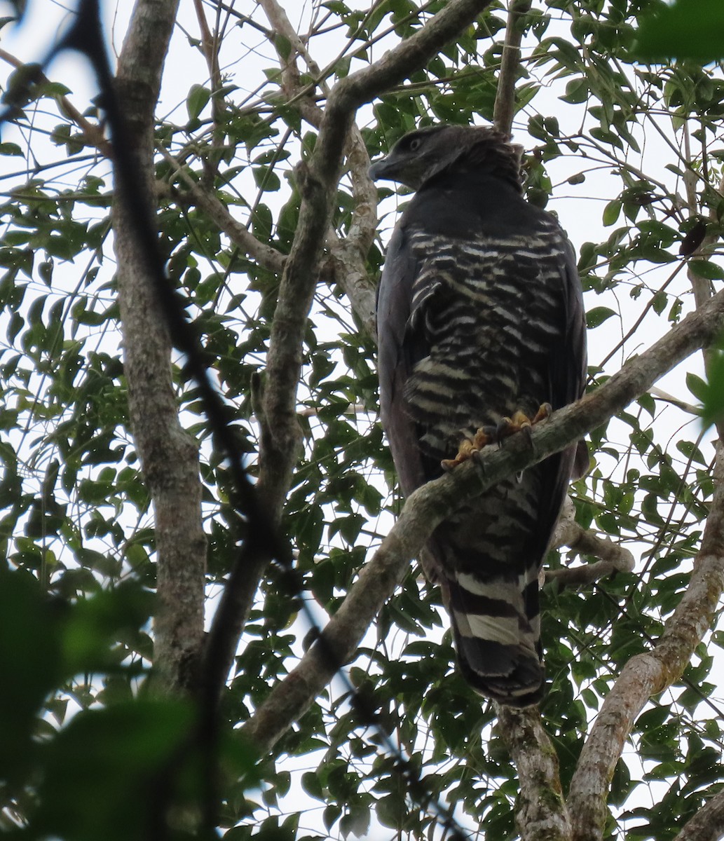 Crested Eagle - ML643417449
