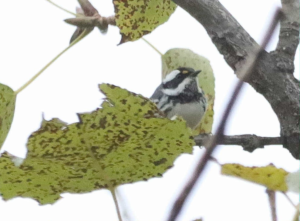 Black-throated Gray Warbler - ML643417455
