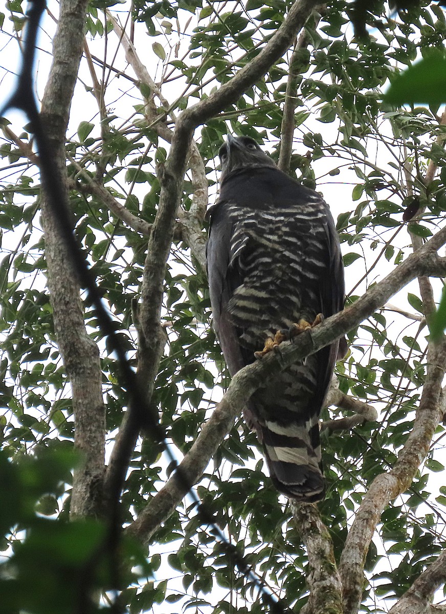 Crested Eagle - ML643417458