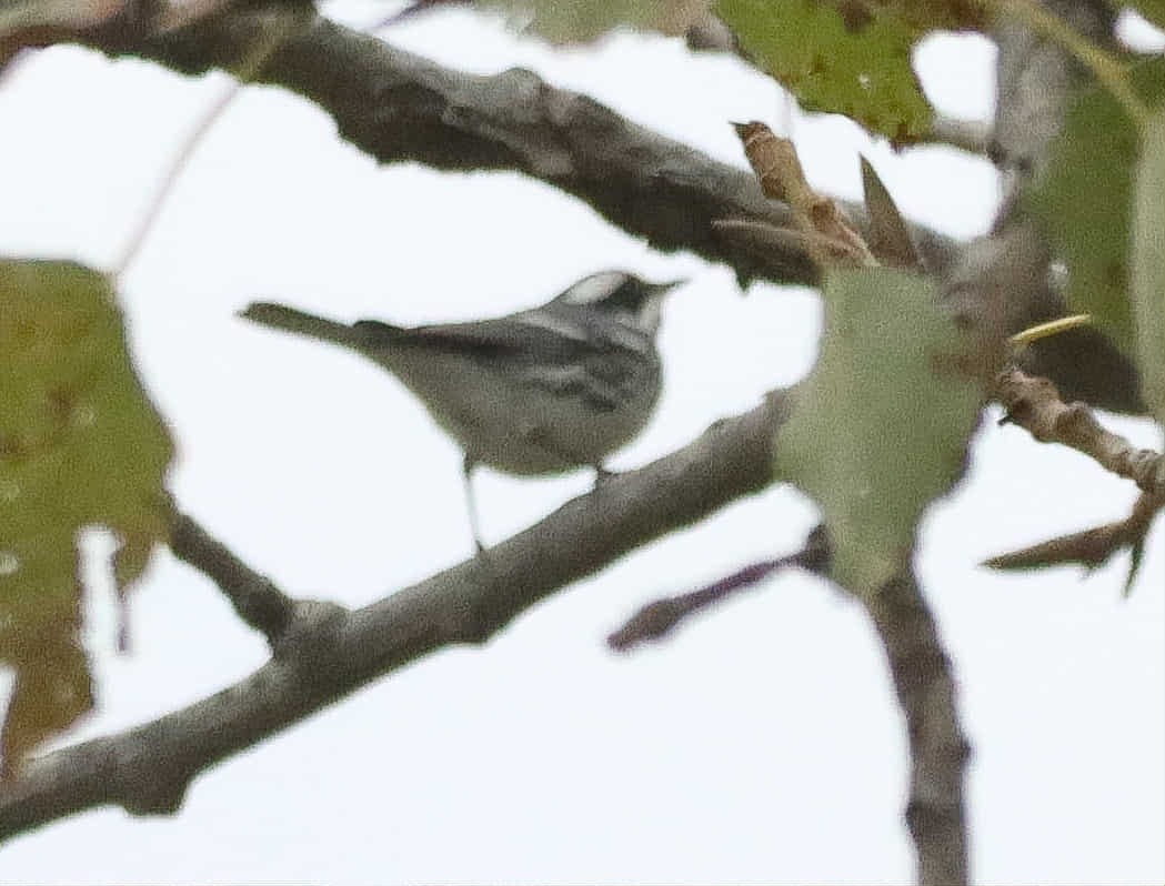 Black-throated Gray Warbler - ML643417459