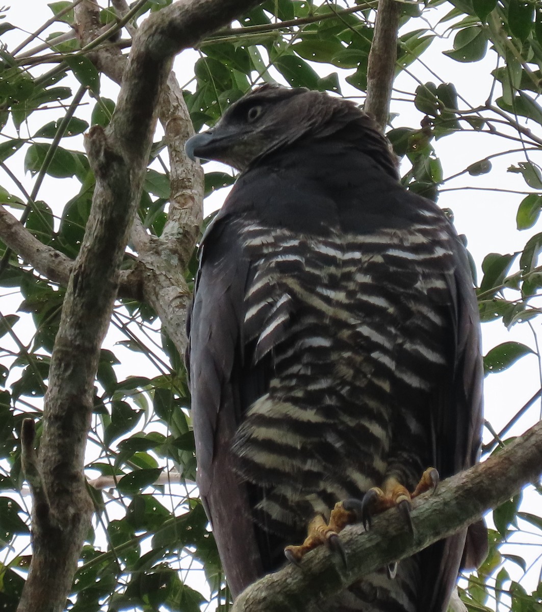 Crested Eagle - ML643417461