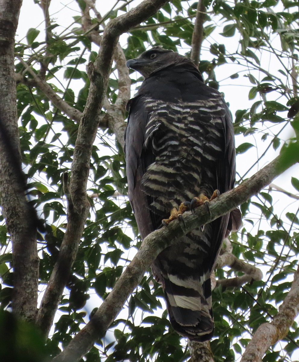 Crested Eagle - ML643417463