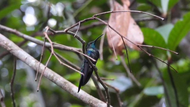 Fork-tailed Woodnymph - ML643417464
