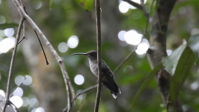 Fork-tailed Woodnymph - ML643417465