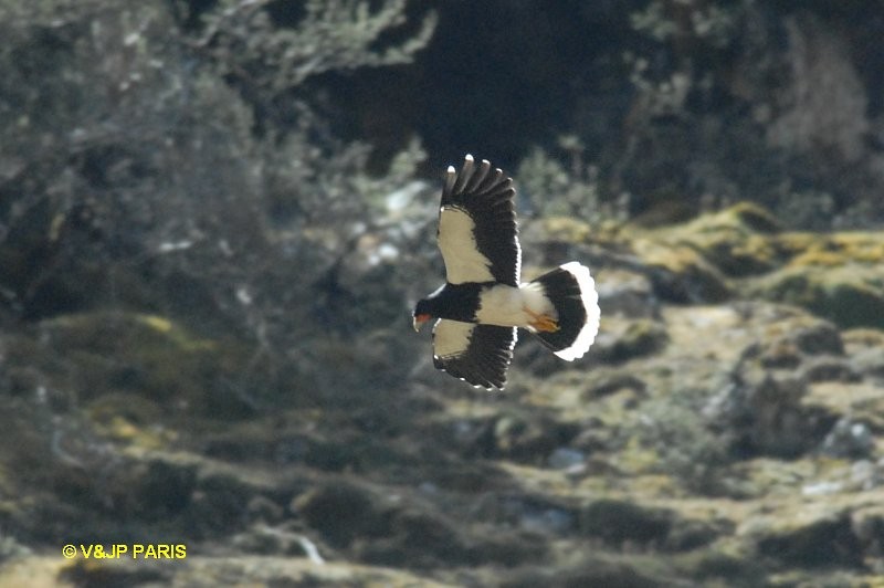 Mountain Caracara - ML643417467
