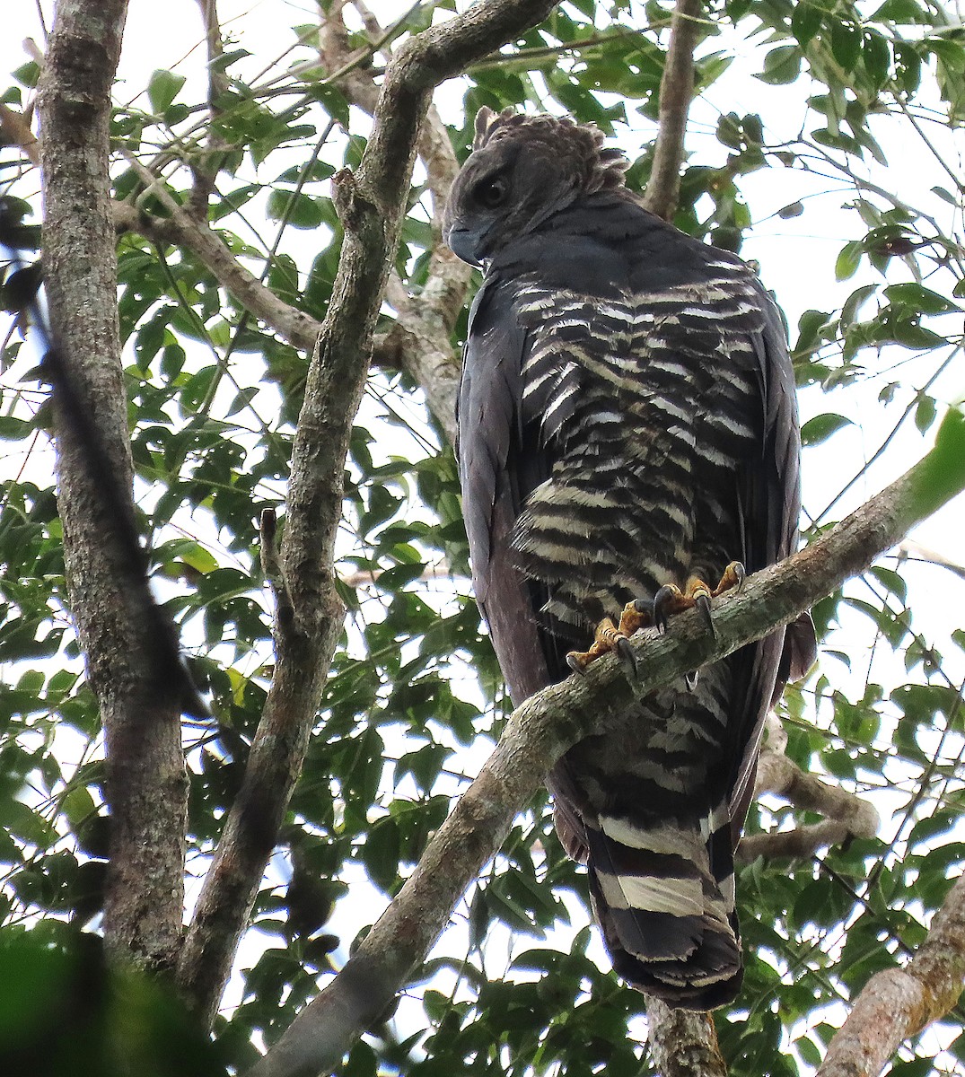 Crested Eagle - ML643417468