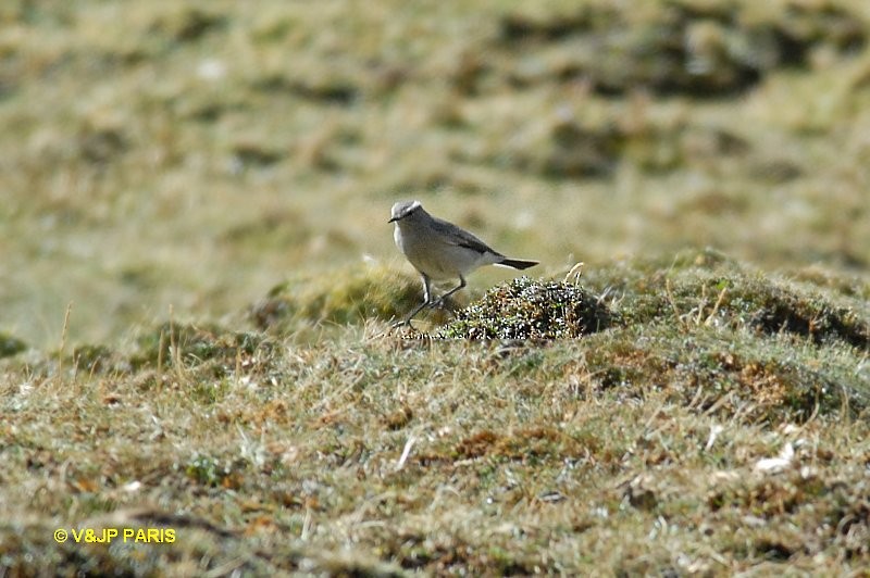 White-browed Ground-Tyrant - ML643417476