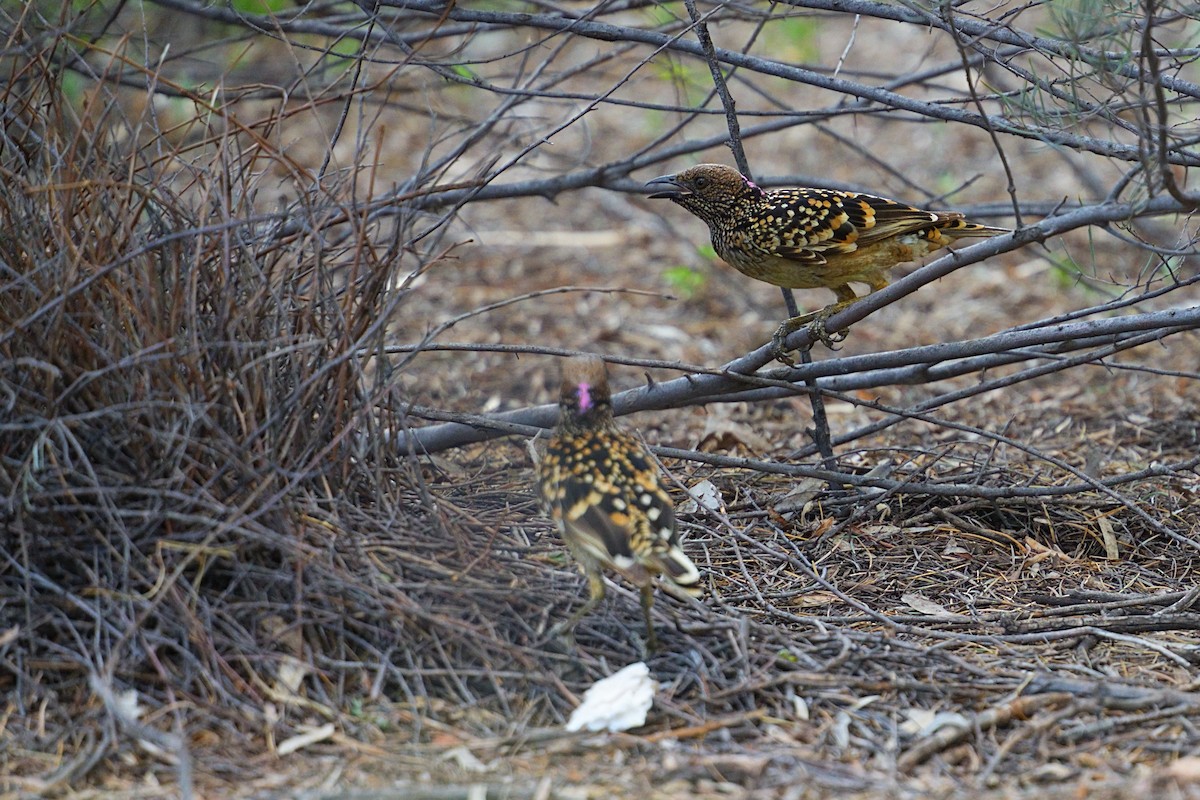 Western Bowerbird - ML643417482