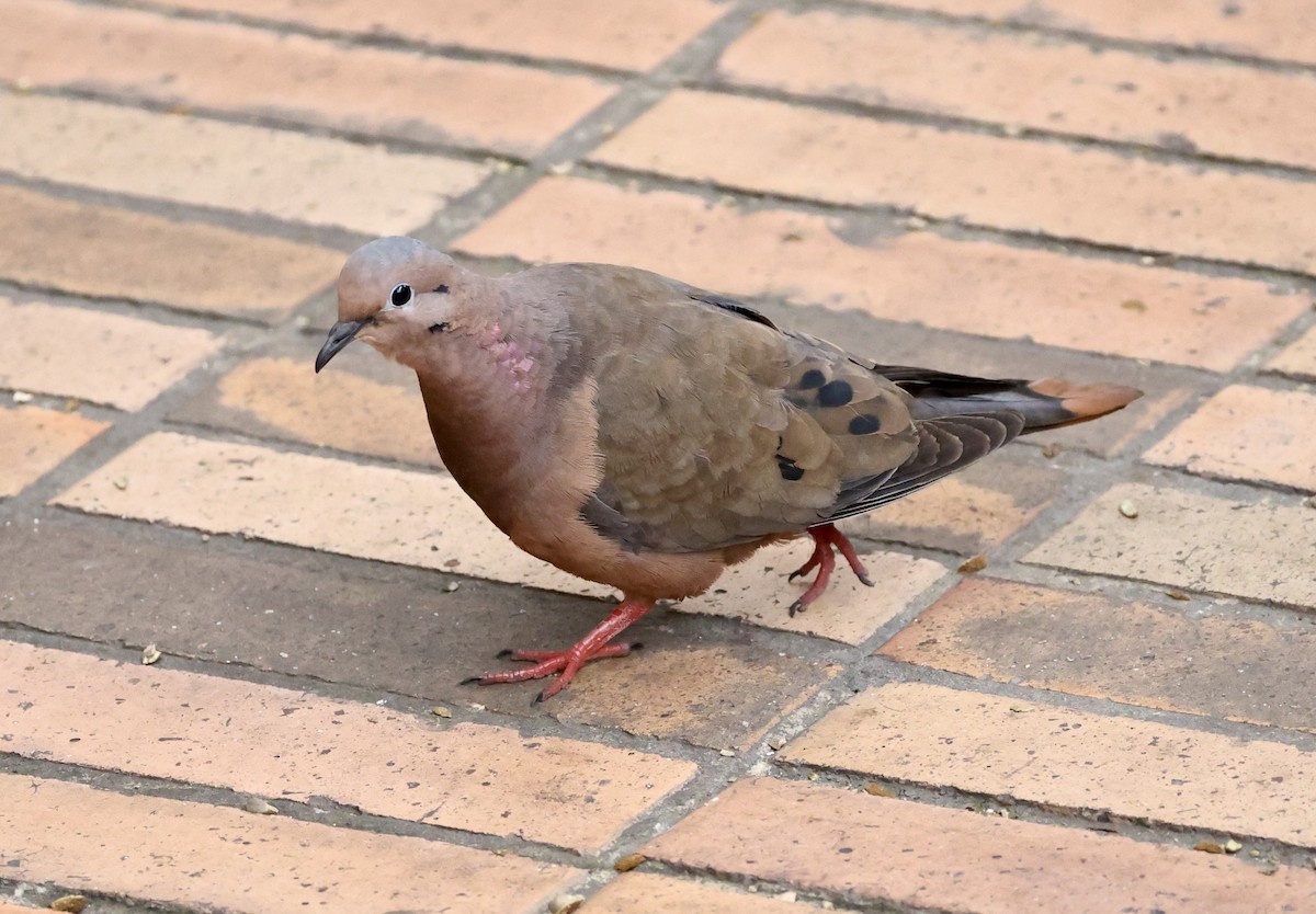Eared Dove - ML643417490