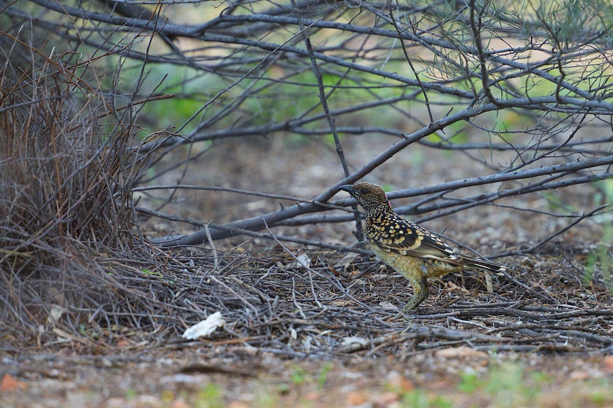 Western Bowerbird - ML643417494