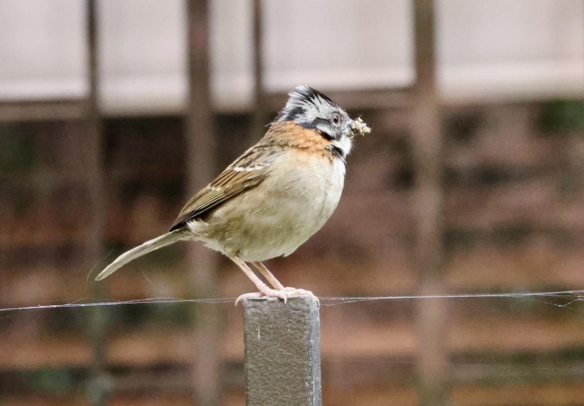 Rufous-collared Sparrow - ML643417496