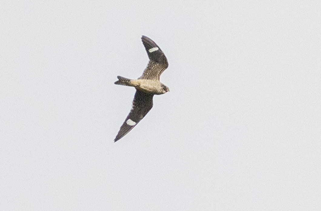 Common Nighthawk - ML643417505