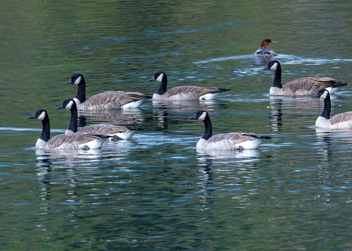 Canada Goose - ML643417507