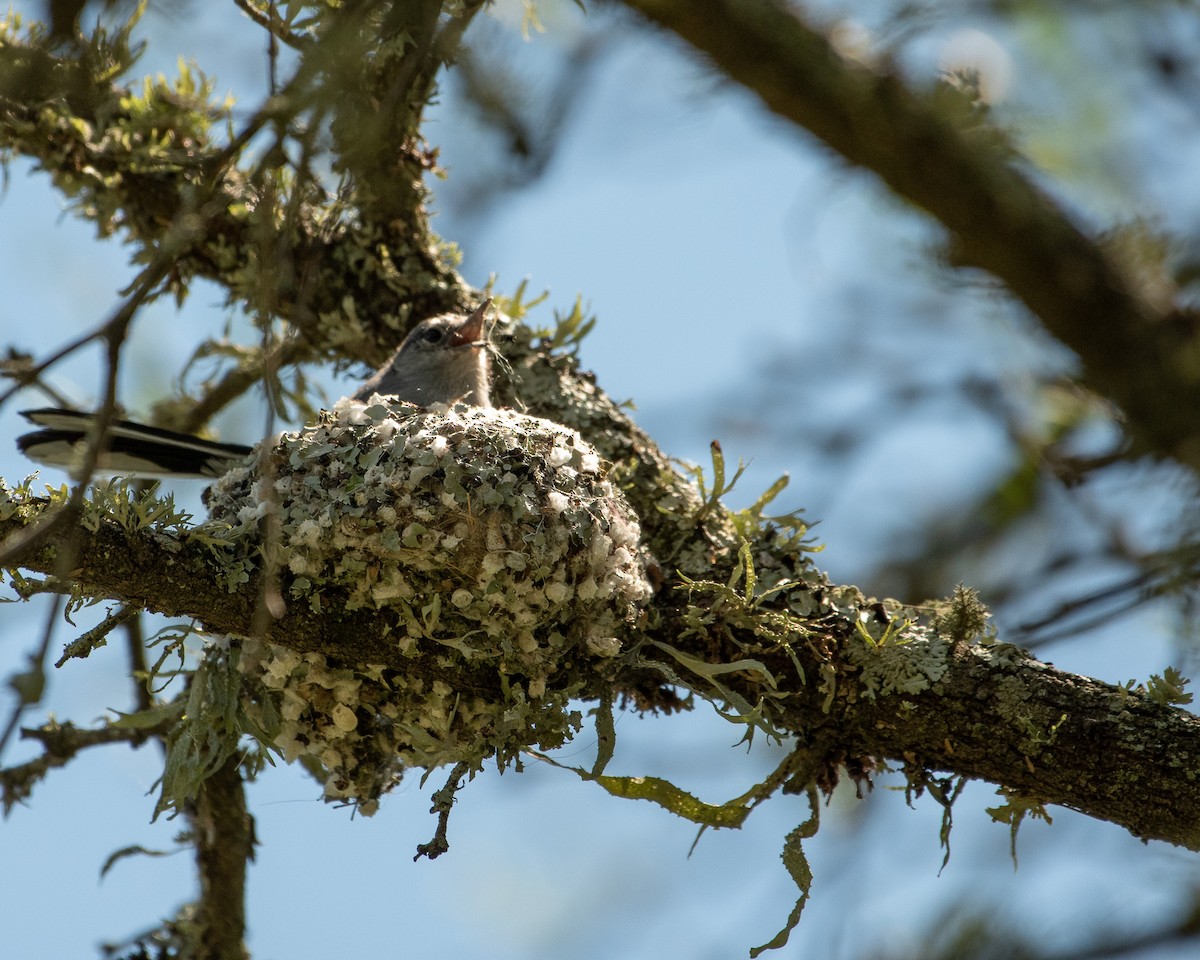 Masked Gnatcatcher - ML643417508