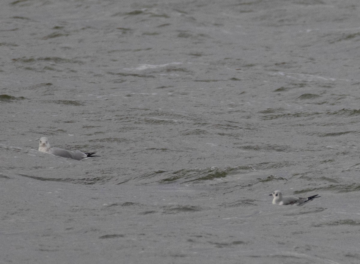 Bonaparte's Gull - ML643417511