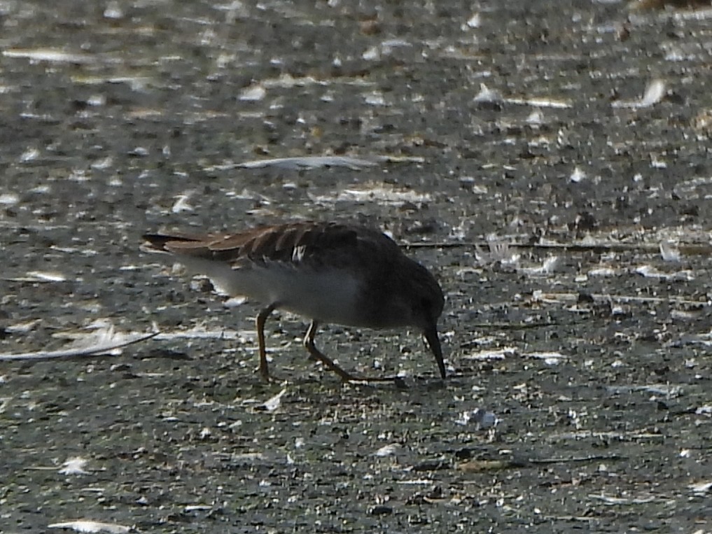Least Sandpiper - ML643417513