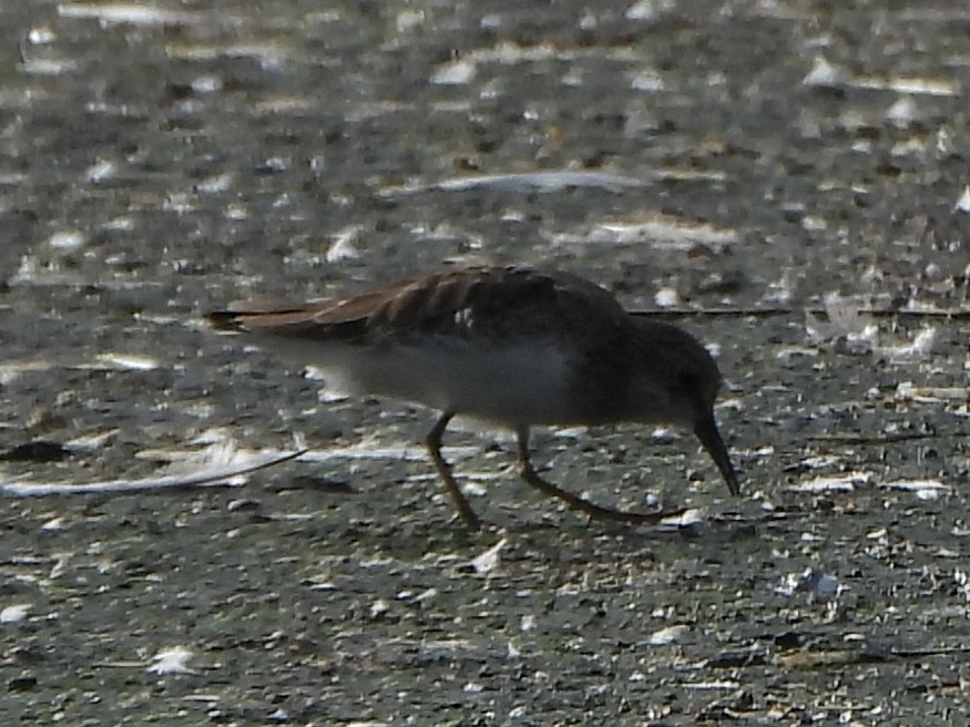 Least Sandpiper - ML643417514