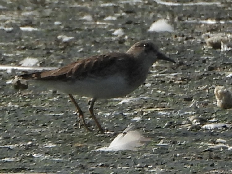 Least Sandpiper - ML643417515