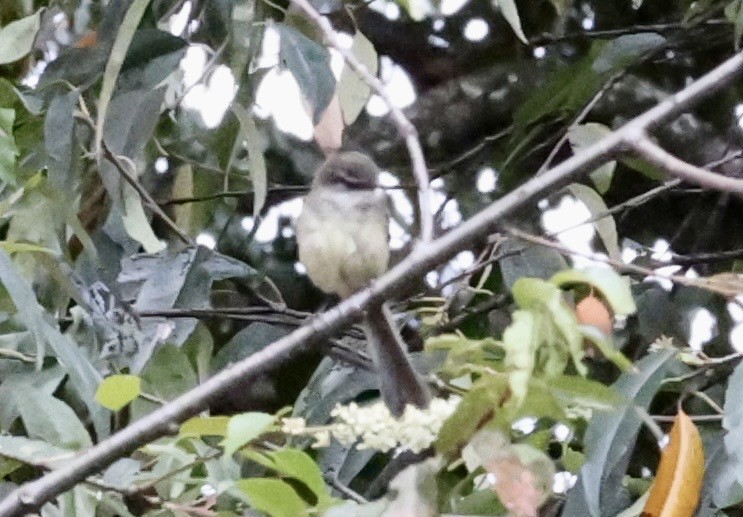 White-throated Tyrannulet - ML643417516