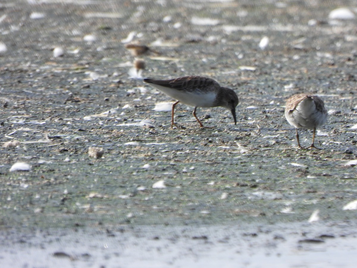 Least Sandpiper - ML643417517