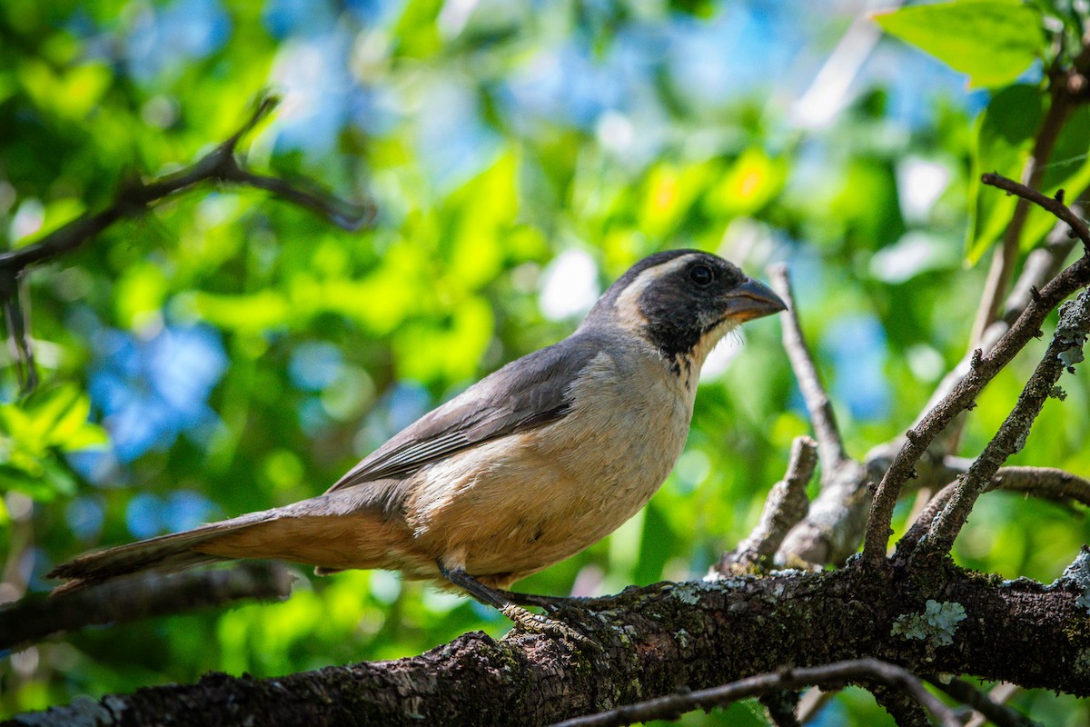 Golden-billed Saltator - ML643417519