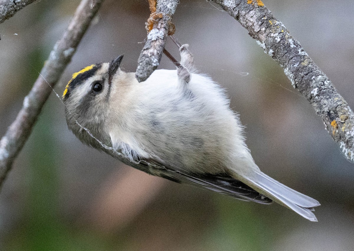 Golden-crowned Kinglet - ML643417520